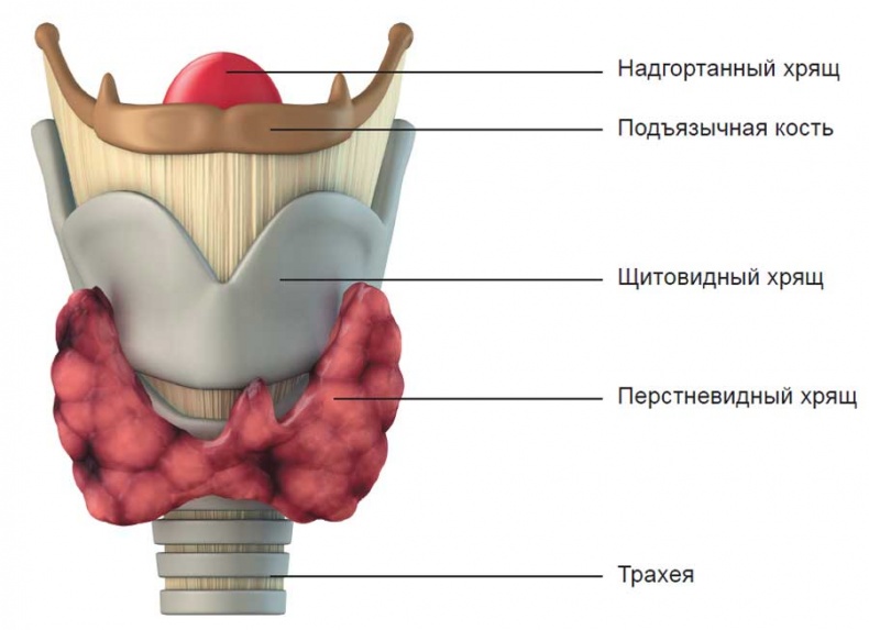 Йога-анатомия. Как работают асаны для здоровья и стройности тела