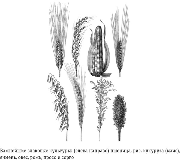 Цивилизация с нуля. Что нужно знать и уметь, чтобы выжить после всемирной катастрофы