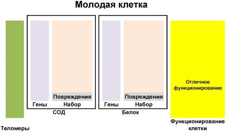 Теломераза. Как сохранить молодость, укрепить здоровье и увеличить продолжительность жизни