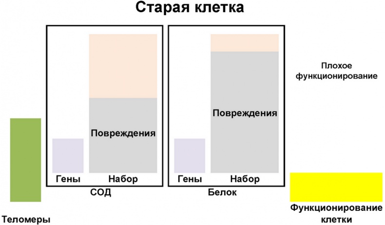 Теломераза. Как сохранить молодость, укрепить здоровье и увеличить продолжительность жизни