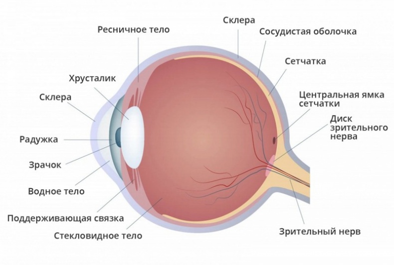 Теломераза. Как сохранить молодость, укрепить здоровье и увеличить продолжительность жизни