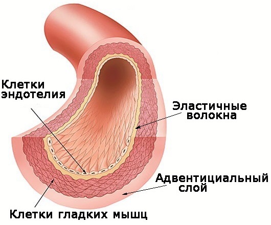 Теломераза. Как сохранить молодость, укрепить здоровье и увеличить продолжительность жизни