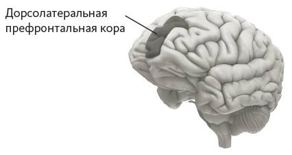 Зависимый мозг. От курения до соцсетей. Почему мы заводим вредные привычки и как от них избавиться