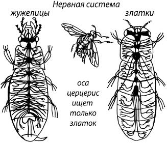 Занимательная психология