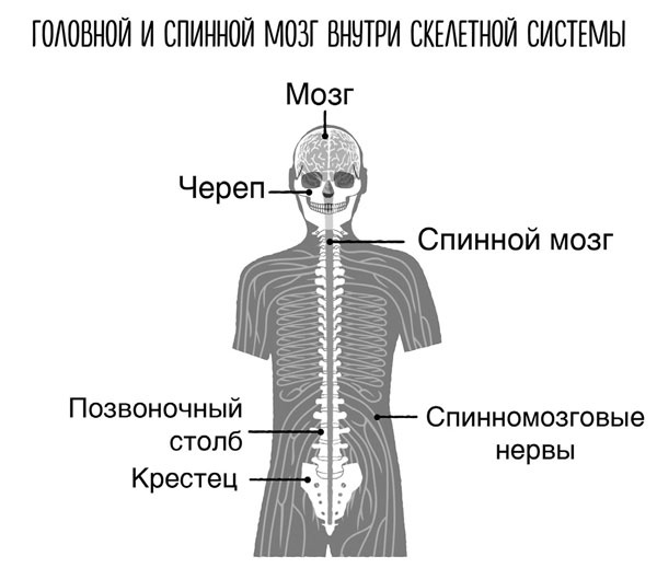 Сверхъестественный разум. Как обычные люди делают невозможное с помощью силы подсознания