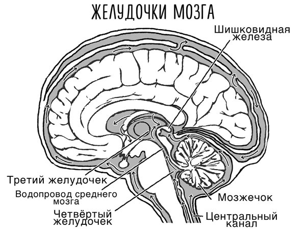 Сверхъестественный разум. Как обычные люди делают невозможное с помощью силы подсознания