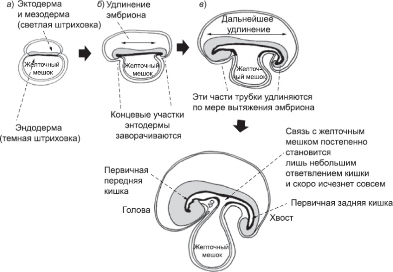 Онтогенез. От клетки до человека