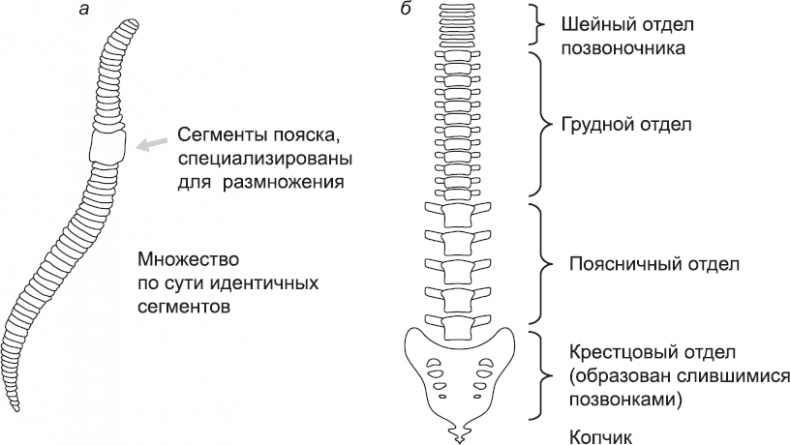 Онтогенез. От клетки до человека