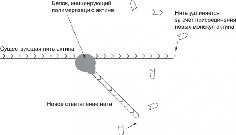 Онтогенез. От клетки до человека