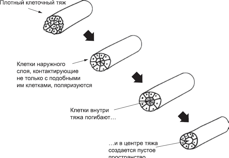 Онтогенез. От клетки до человека