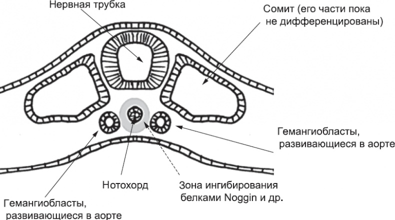 Онтогенез. От клетки до человека