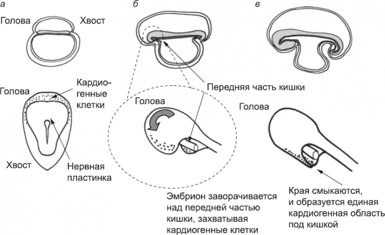 Онтогенез. От клетки до человека