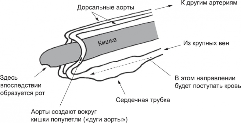 Онтогенез. От клетки до человека