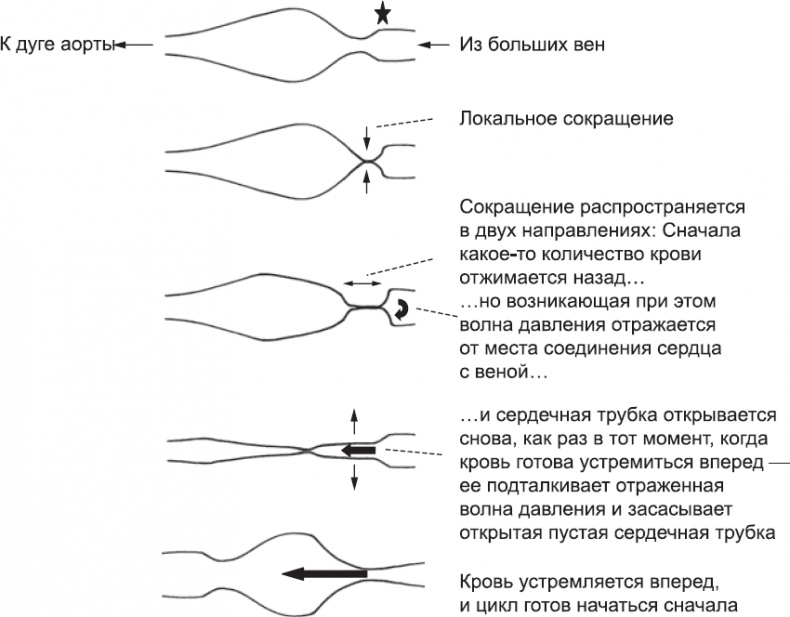 Онтогенез. От клетки до человека