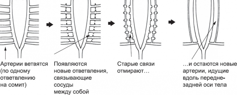 Онтогенез. От клетки до человека