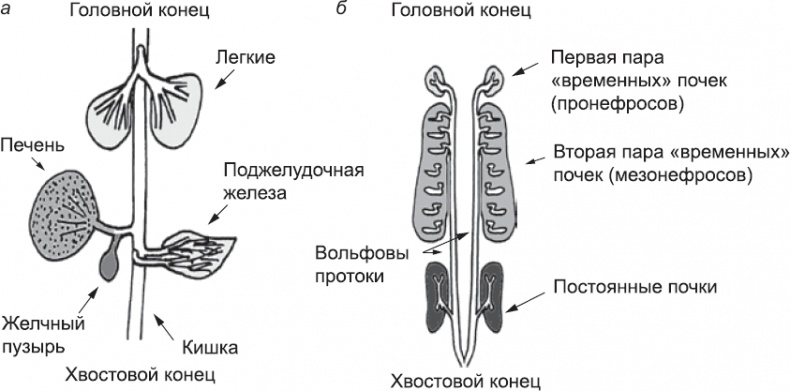 Онтогенез. От клетки до человека