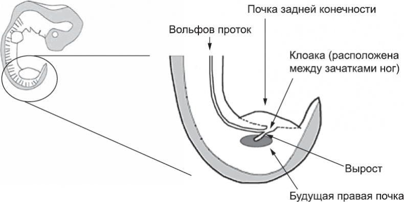 Онтогенез. От клетки до человека