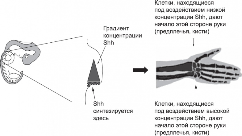 Онтогенез. От клетки до человека