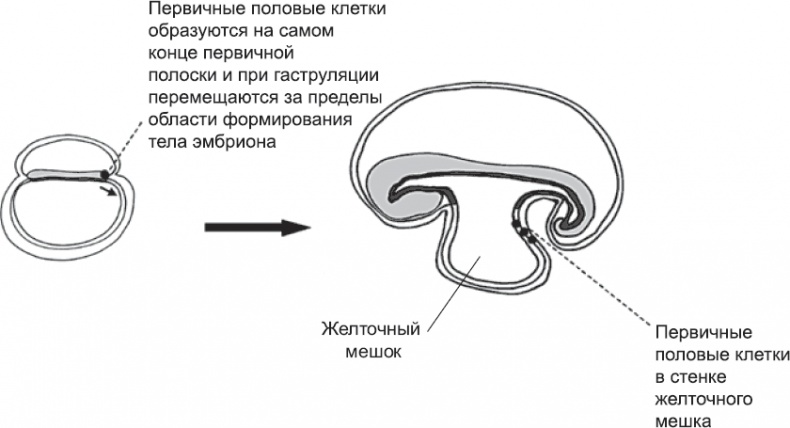 Онтогенез. От клетки до человека