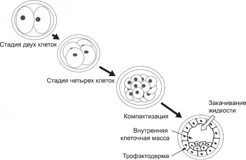 Онтогенез. От клетки до человека