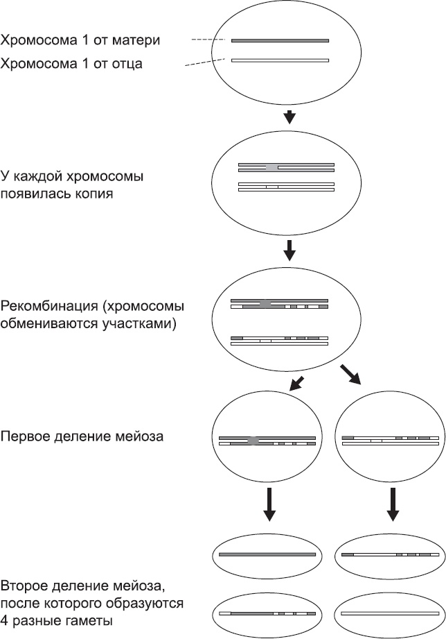 Онтогенез. От клетки до человека