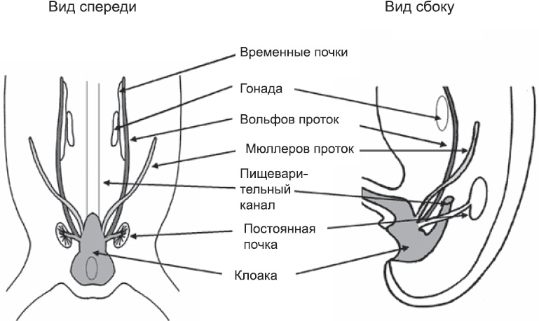 Онтогенез. От клетки до человека