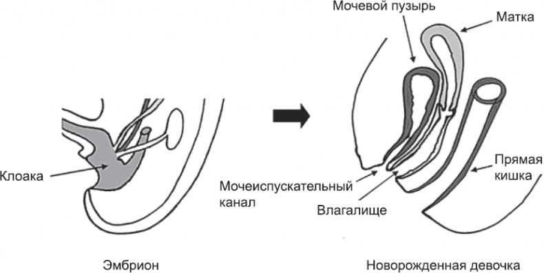 Онтогенез. От клетки до человека