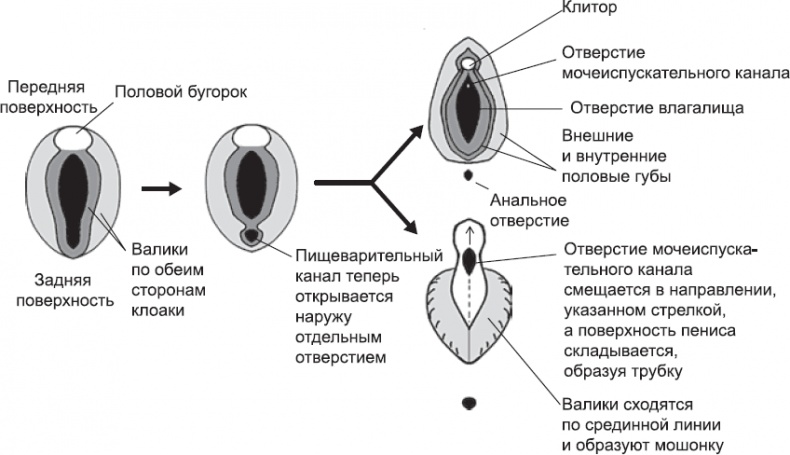 Онтогенез. От клетки до человека