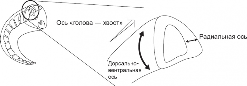 Онтогенез. От клетки до человека