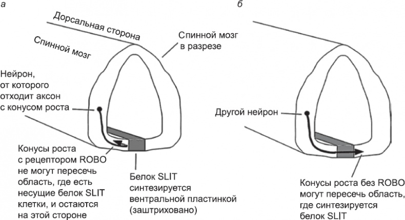 Онтогенез. От клетки до человека