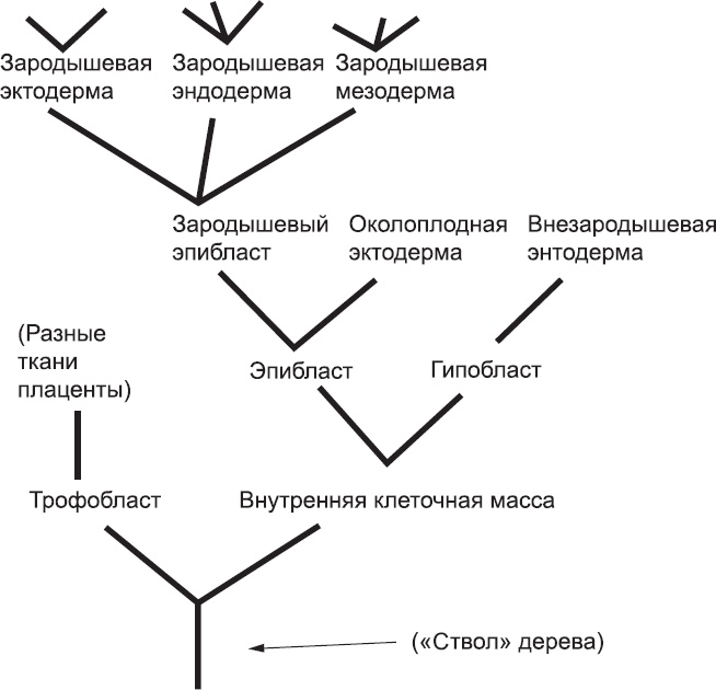 Онтогенез. От клетки до человека