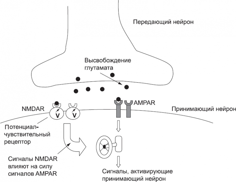 Онтогенез. От клетки до человека