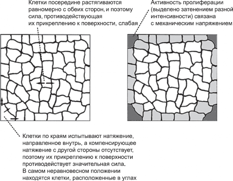 Онтогенез. От клетки до человека