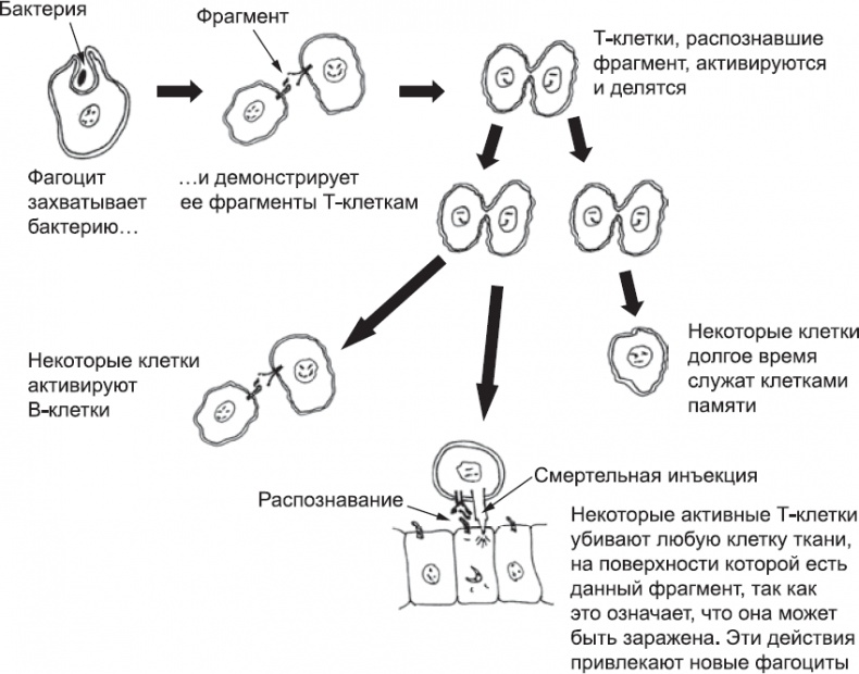 Онтогенез. От клетки до человека