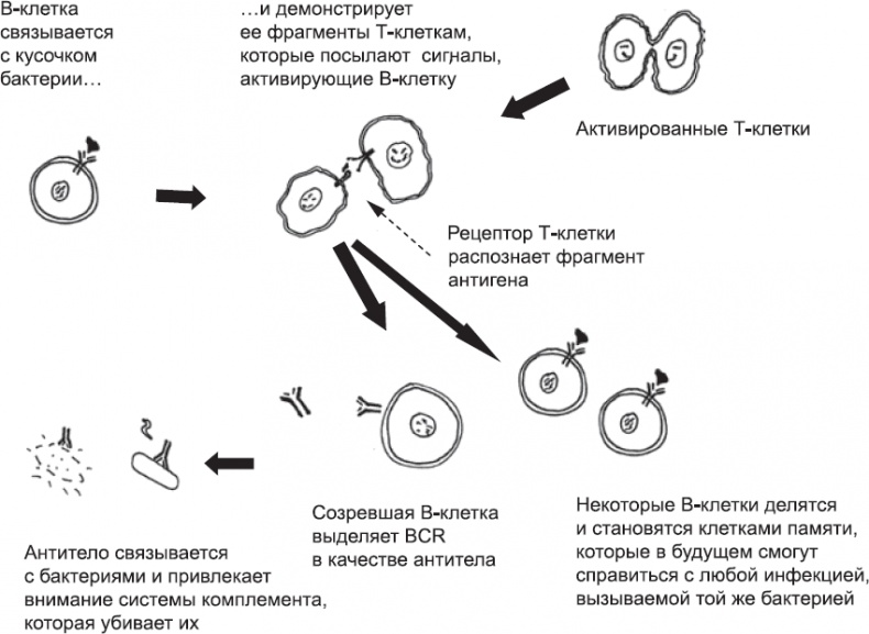 Онтогенез. От клетки до человека