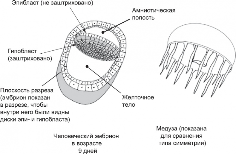 Онтогенез. От клетки до человека