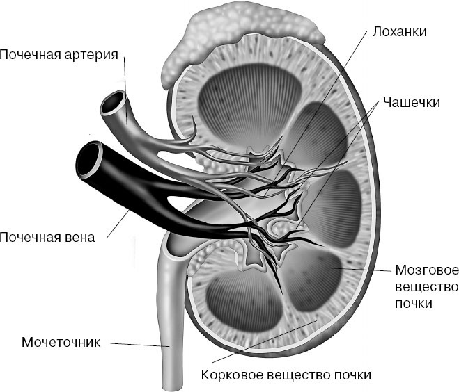 Анатомия на пальцах