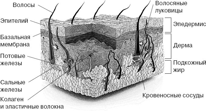 Анатомия на пальцах