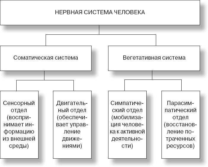 Анатомия на пальцах