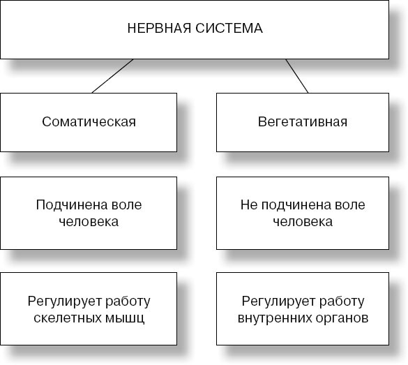 Анатомия на пальцах