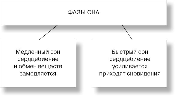 Анатомия на пальцах