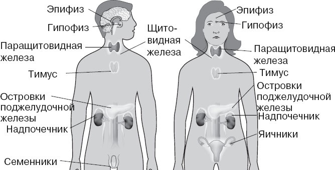 Анатомия на пальцах