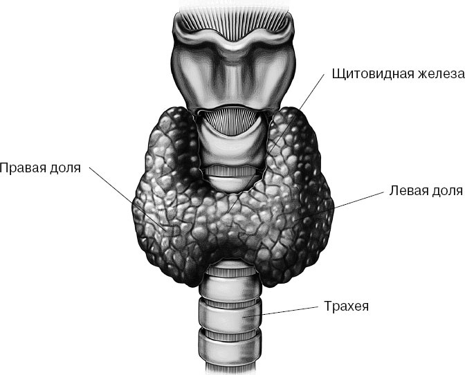 Анатомия на пальцах