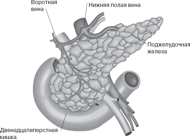 Анатомия на пальцах