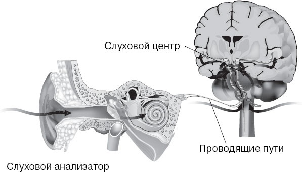 Анатомия на пальцах