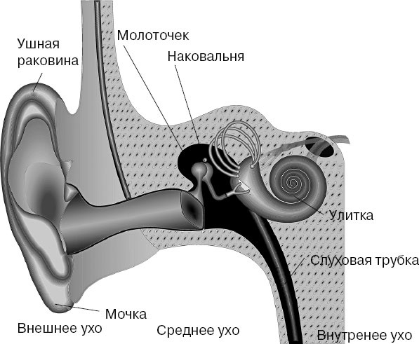 Анатомия на пальцах