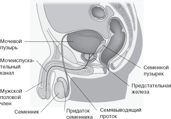 Анатомия на пальцах