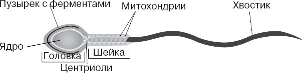 Анатомия на пальцах