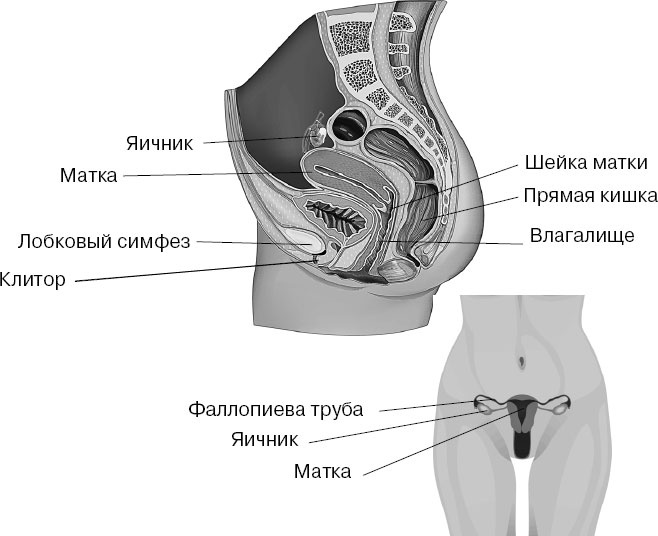 Анатомия на пальцах