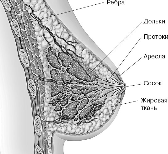 Анатомия на пальцах